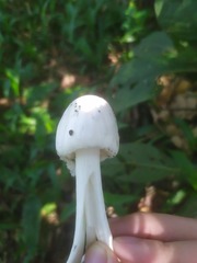 Phalloideae