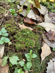 Notothylas orbicularis