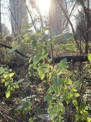 Rubus idaeus