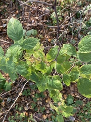 Rubus idaeus