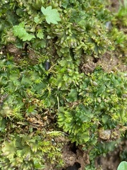 Notothylas orbicularis