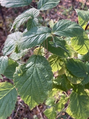 Rubus idaeus