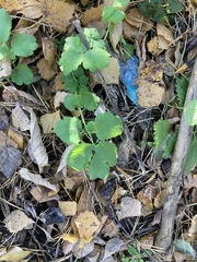 Chelidonium majus