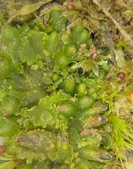 Notothylas orbicularis