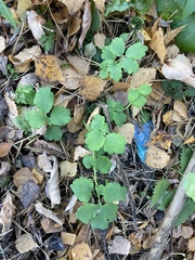 Chelidonium majus