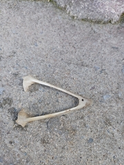 Vertebrata