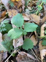 Chelidonium majus