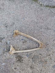 Vertebrata