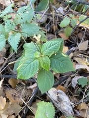 Impatiens parviflora