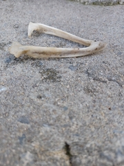 Vertebrata