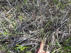 Bouteloua pectinata