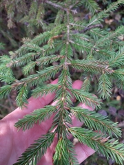 Picea abies