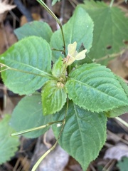 Impatiens parviflora