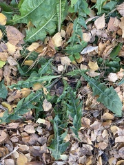 Taraxacum officinale