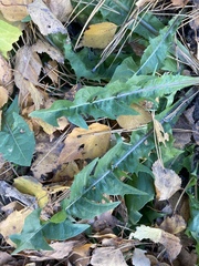 Taraxacum officinale