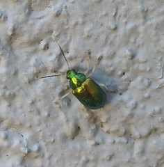 Chrysomelidae