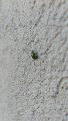 Chrysomelidae