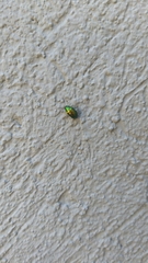 Chrysomelidae