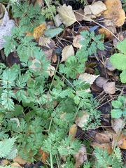 Anthriscus sylvestris
