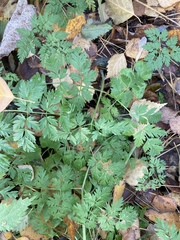 Anthriscus sylvestris