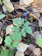 Anthriscus sylvestris