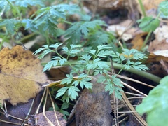 Anthriscus sylvestris