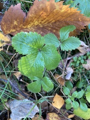 Fragaria vesca