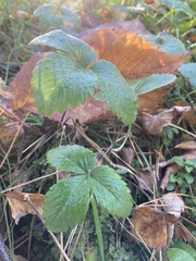 Fragaria vesca