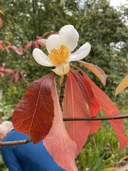 Franklinia