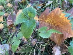 Fragaria vesca