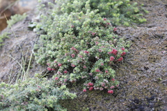Erica haematocodon