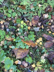 Fragaria vesca