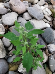 Chenopodium album
