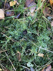 Mniaceae