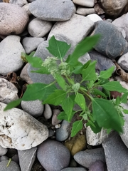 Chenopodium album