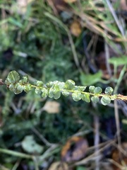 Mniaceae