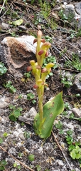 Disa comosa