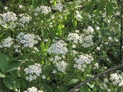 Brachyglottis hectorii