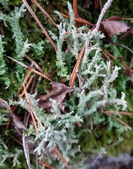 Cladonia