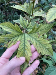 Filipendula rubra