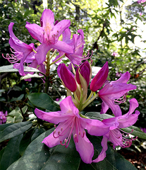 Rhododendron × hybridum