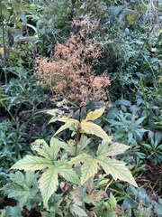 Filipendula rubra