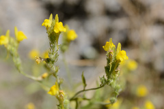 Linaria saxatilis