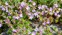 Thymus caespititius