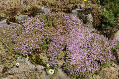 Thymus caespititius