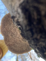 Trametes ochracea