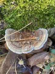 Trametes ochracea