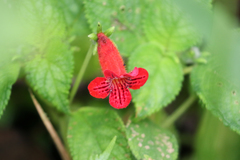 Kohleria inaequalis