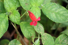 Kohleria inaequalis