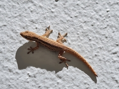Lygodactylus capensis